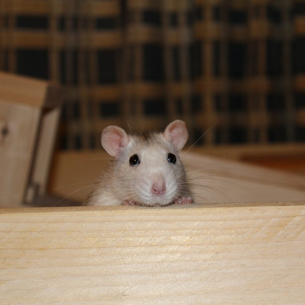 rat-g9128813db_1280